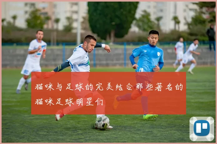 猫咪与足球的完美结合那些著名的猫咪足球明星们